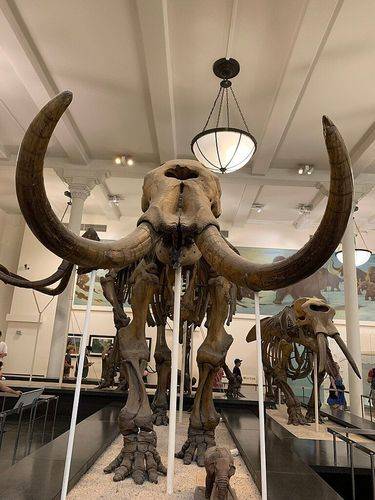 Mammut-skelet på American Museum of Natural History