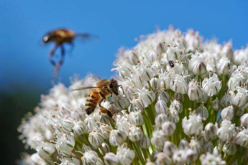 Bier i porreblomster