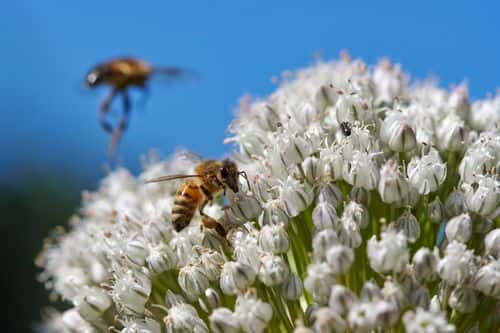 Bier i porreblomster