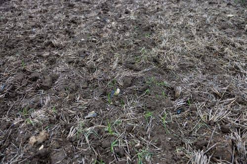 Bar jord med planterester og små grønne spirer, der bryder frem af jorden. Nærbillede af et areal under omdannelse, hvor ny beplantning er ved at etablere sig.