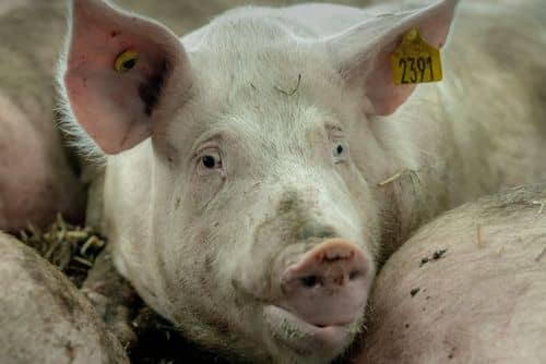 Arkivfoto af en gris