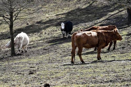 Fire fritgående køer Naturpark Mols Bjerge