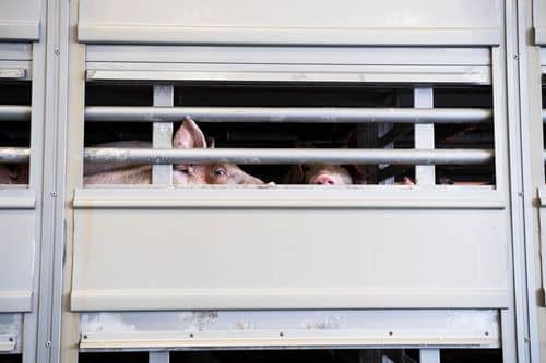 Arkivfoto af gris der kigger ud gennem tremmer under transport med lastbl.