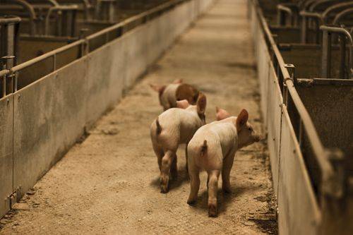 Små grise i en stald