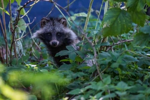 Billede af en mårhund i en skovbund
