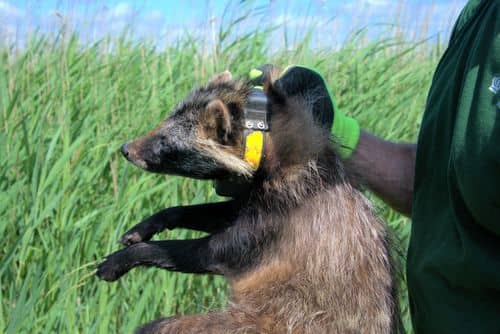 Mårhund med gps-sender bliver båret i nakken af mårhundejæger