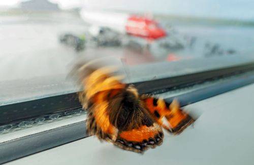 En sommerfulg sidder i en vindueskarm. Flypassagerer og rutefly ses i baggrunden.
