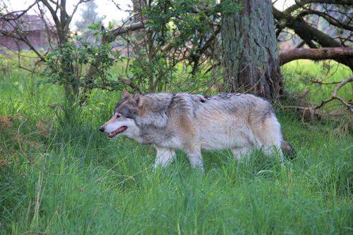 Ulv der kommer gående i naturen.