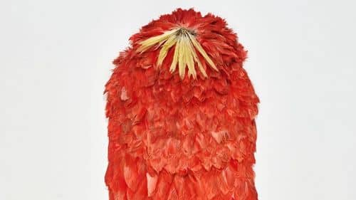 Fjerkappen som Nationalmuseet har returneret tll Brasilien.