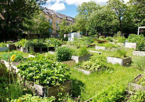 Byhave i København