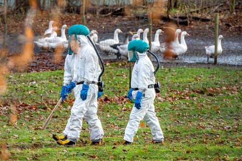 Folk fra Beredskabstyrelsen er til stede på en gård ved Ålsgårde på Sjælland hvor der er konstateret fugleinfluenza.