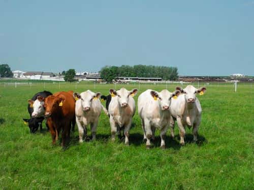 klonede køer