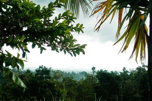 Regnskov på Bali