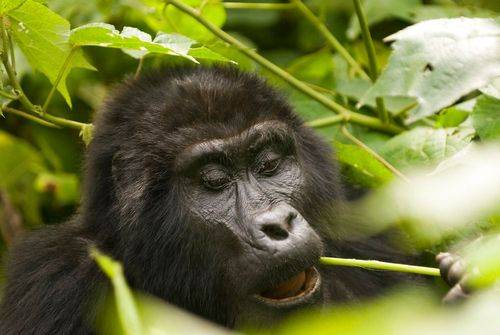 Gorilla