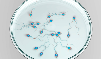 Illustration af sædceller i en petriskål