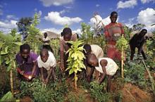 Børn arbejder på marken under tobakshøst på Zamba plateauet.