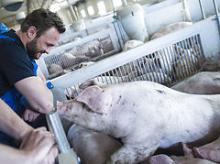 Mere end hver femte pakke dansk svinekød i køledisken indeholder den multiresistente svine-MRSA-bakterie. Her er fødevareminister Dan Jørgensen på besøg i stalden hos en svinealvler.