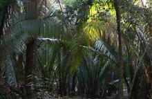 Morgenlys i tropisk regnskov ved Lamanai Maya ruinerne i Belize.