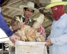 Arbejdere kommer kyllinger i plasticpose under oprydning på en farm i Thailand.