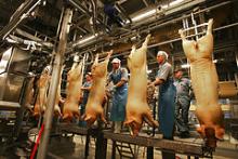 Norges største dagligvarekæde overvejer at boykotte dansk svinekød på grund af risikoen for farlige resistente bakterier i svinestaldene.