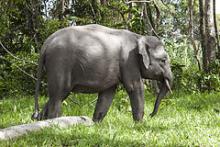 Borneo elefanten, som er en underart af den indiske elefant, er en truet dyreart.