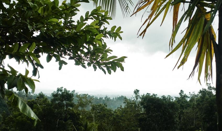 Regnskov på Bali